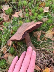 Cortinarius violaceus