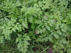 Anthriscus sylvestris