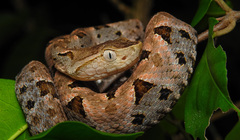 Bothrops asper