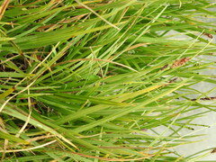 Carex nigra