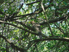 Psilorhinus morio