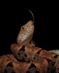 Bothrops asper