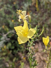 Oenothera rhombipetala