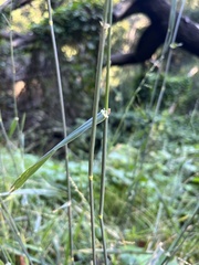 Phalaris aquatica