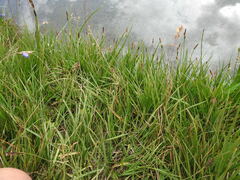 Carex nigra
