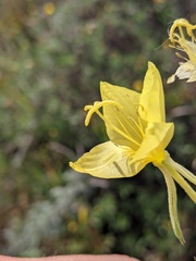 Oenothera rhombipetala
