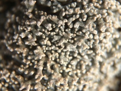 Sphaerophorus fragilis