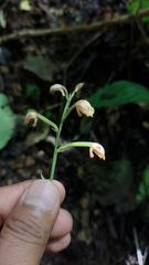 Eulophia maculata