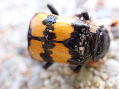 Nicrophorus
