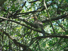 Psilorhinus morio