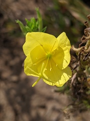 Oenothera rhombipetala