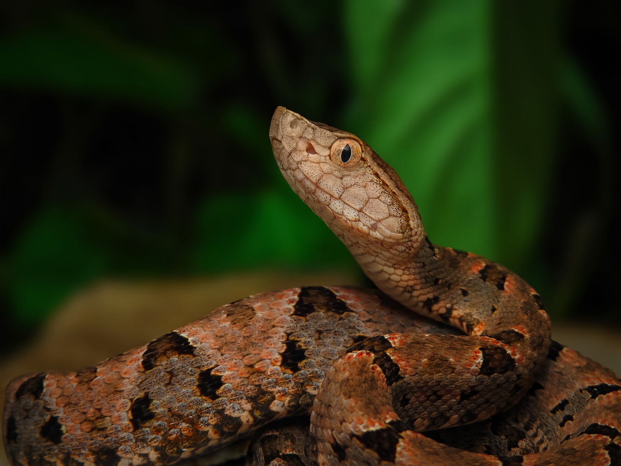Green pit viper - Wikipedia