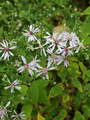Symphyotrichum cordifolium