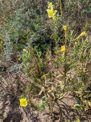 Oenothera rhombipetala