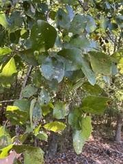 Quercus arkansana