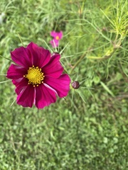 Cosmos
