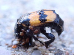 Nicrophorus
