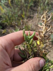 Oenothera rhombipetala