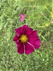 Cosmos