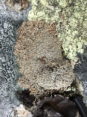 Sphaerophorus fragilis