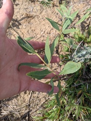 Helianthus pauciflorus
