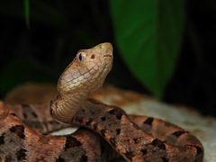 Bothrops asper