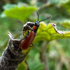 Anthocomus rufus