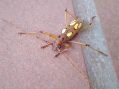 Eburodacrys sexmaculata