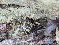 Gelastocoris oculatus