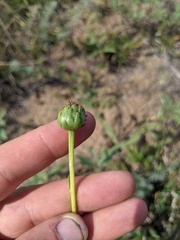 Helianthus pauciflorus