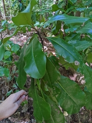 Magnolia