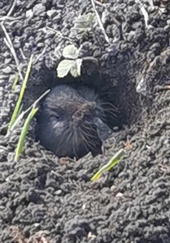 Northern Mole Vole