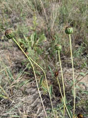 Helianthus pauciflorus