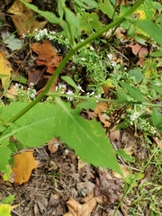 Symphyotrichum cordifolium
