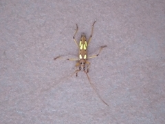 Eburodacrys sexmaculata