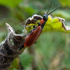 Anthocomus rufus