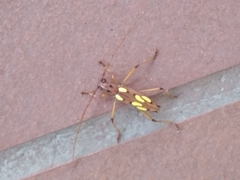 Eburodacrys sexmaculata