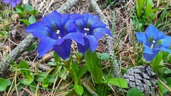 Gentiana acaulis