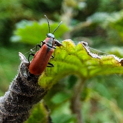 Anthocomus rufus