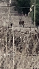 Cervus elaphus corsicanus