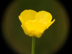 Ranunculus serpens