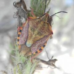 Carpocoris