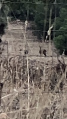 Cervus elaphus corsicanus