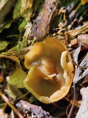 Peziza