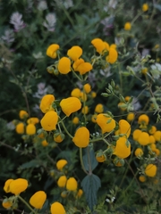 Calceolaria