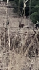 Cervus elaphus corsicanus