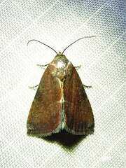 Galgula partita