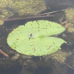 Leucorrhinia caudalis