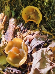 Peziza