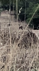 Cervus elaphus corsicanus